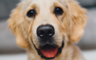 Could a Passion for Dogs Lead to a Nobel Prize?